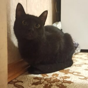 Черный кот ищет дом