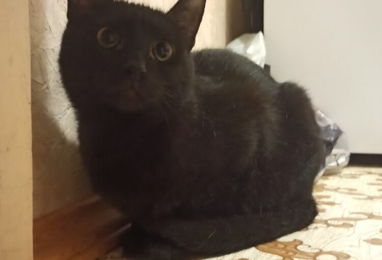 Черный кот ищет дом
