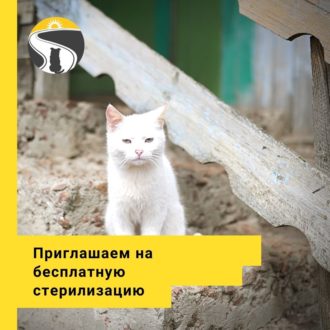 Приглашаем на бесплатную стерилизацию кошек из сел и деревень