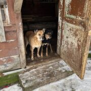 Второй выезд в Кольчугино — плюс три собаки в приюте