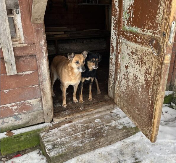 Второй выезд в Кольчугино — плюс три собаки в приюте