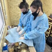 Мы официально открыли бесплатную стерилизацию для бездомных животных в вагончике