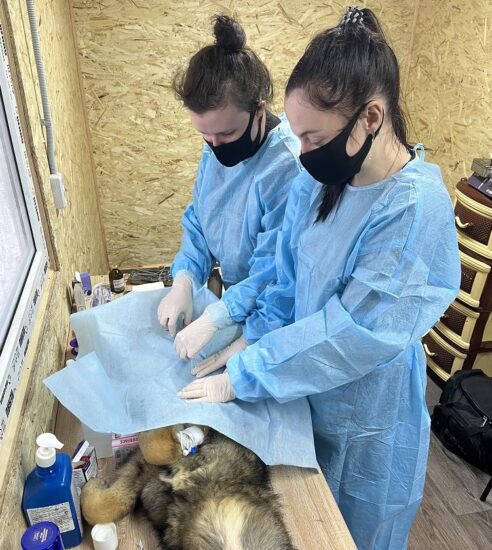 Мы официально открыли бесплатную стерилизацию для бездомных животных в вагончике